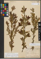 Foto von Salix triandra subsp. amygdalina (L.) Schübl. & G. Martens